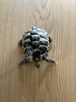 Skildpadder 3 stk