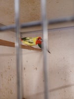 Finke, Broget rødhovedet papegøjeamadine, 1 år