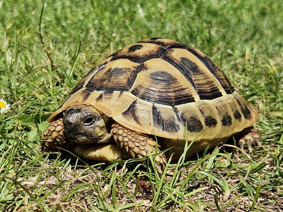 Skildpadde, Græsk Landskildpadde