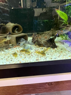 Corydoras orange laser, 4 stk  stk., 2 han og 2 hun voksne. Har lagt æg. 