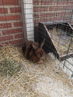 Kanin, Gepart Rex, 2 år