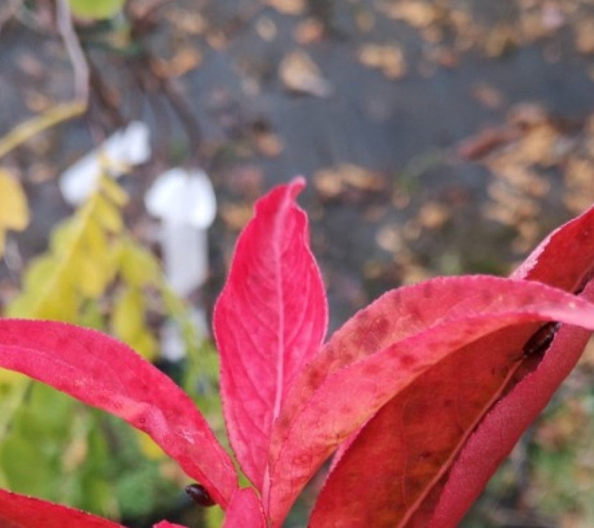 Euonymus, Red cascade