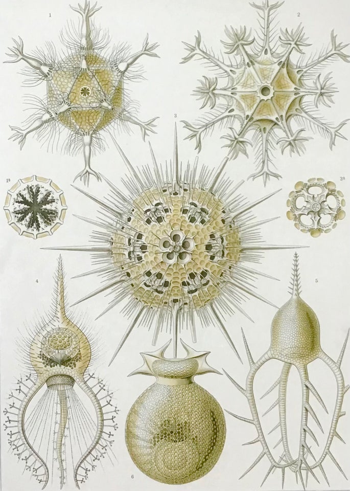 Plakat, naturvidenskab, Haeckel