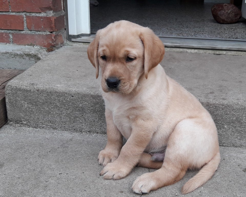  Labrador Retriever 