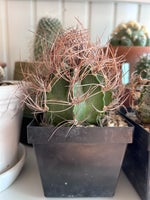 Kaktus, Astrophytum capricorne senile