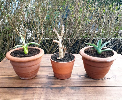 Krukker, Planter., 3 planter sælges med krukkerne de står i.
Agave americana variegata.
Paradistræ (