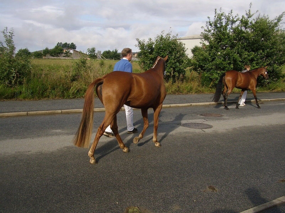 Dansk Sports Pony, hoppe, 14 år