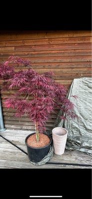 Japansk løv, Japansk løv, Japansk løv i den klassiske mørkerøde farve. Plantet tilbage i en normal p