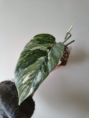 Epipremnum, Pinnatum albo variegata, Meget smukt blad med nye skud på vej . Der er flere gropunkter 