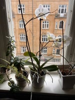 Stueplante, Orchid