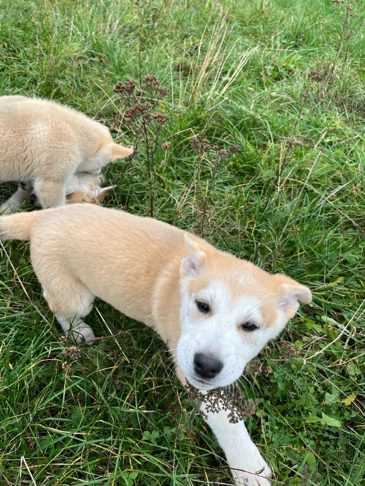 Hvalpe, blanding af Malamute/hvid schæfer/ulvehund