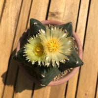 Kaktus, Astrophytum myriostigma kikko