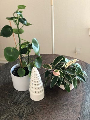 Stueplanter, Voksblomst og  raindrop, Denne smukke grønne plante med flotte blanke blade vil være fl