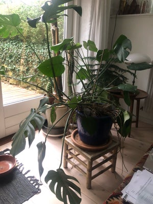 Monstera, Plante i god trivsel, ca 65-70 cm høj målt fra jordhøjde