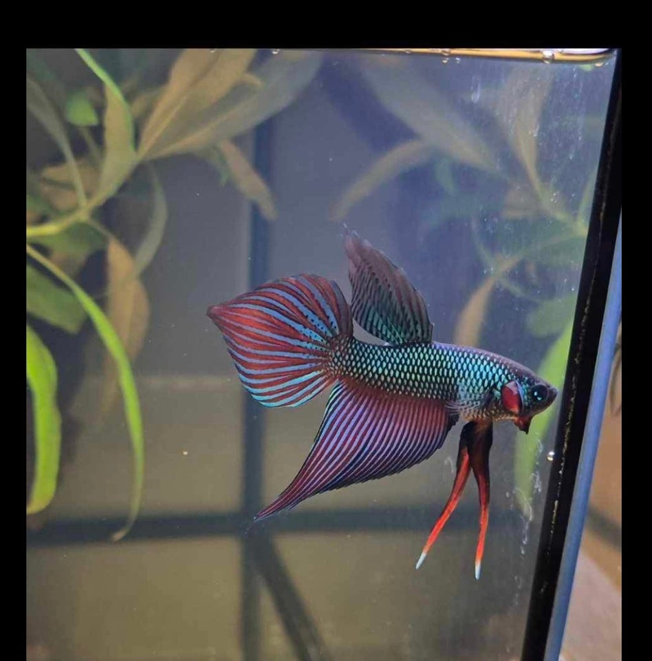 Betta Smaragdina, 1 stk.