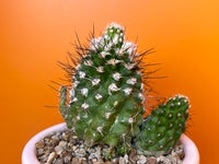 Kaktus , Copiapoa leonensis