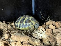 Skildpadde, Græske landskildpadder