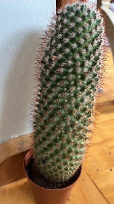 Kaktus, Sund, flot kaktus i plastpotte