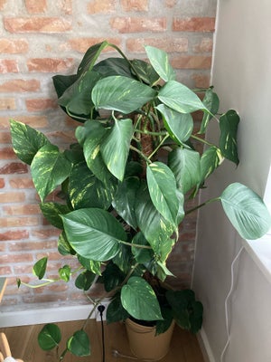 Guldranke, Guldranke - Epipremnum aureum - Ø 25cm
Desværre for stor til vores lejlighed. 