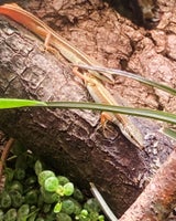 Firben, Long tailed grass lizard