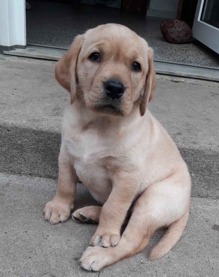  Labrador Retriever 