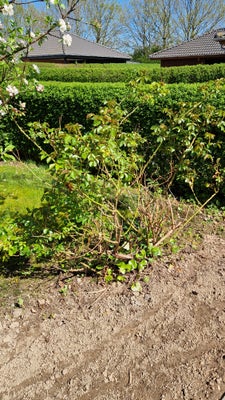 Rose busk, Rosenbusk kom selv og grav den op :)