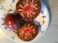Hønsemøg / tomatplanter