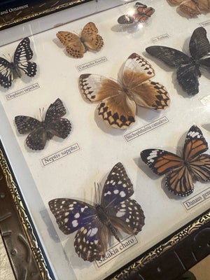 Udstoppede dyr, Sommerfugle, Super flotte sommerfugle i indrammet kasse .

Flot til indretning . 

A