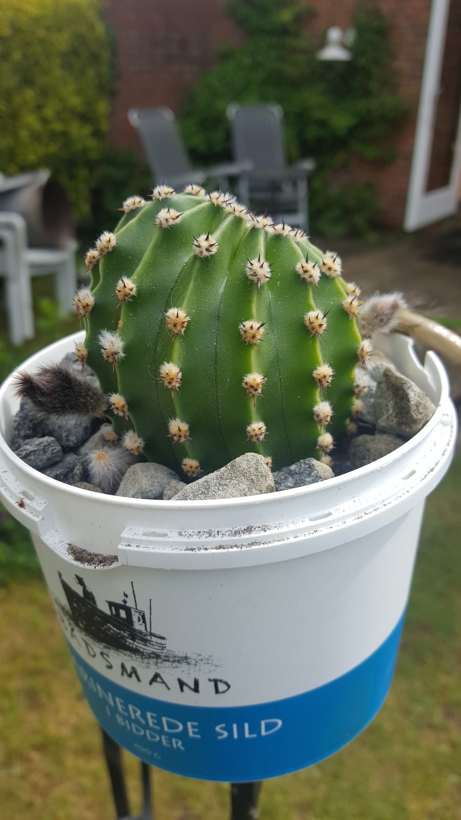 Kaktus, Baby Saquaro