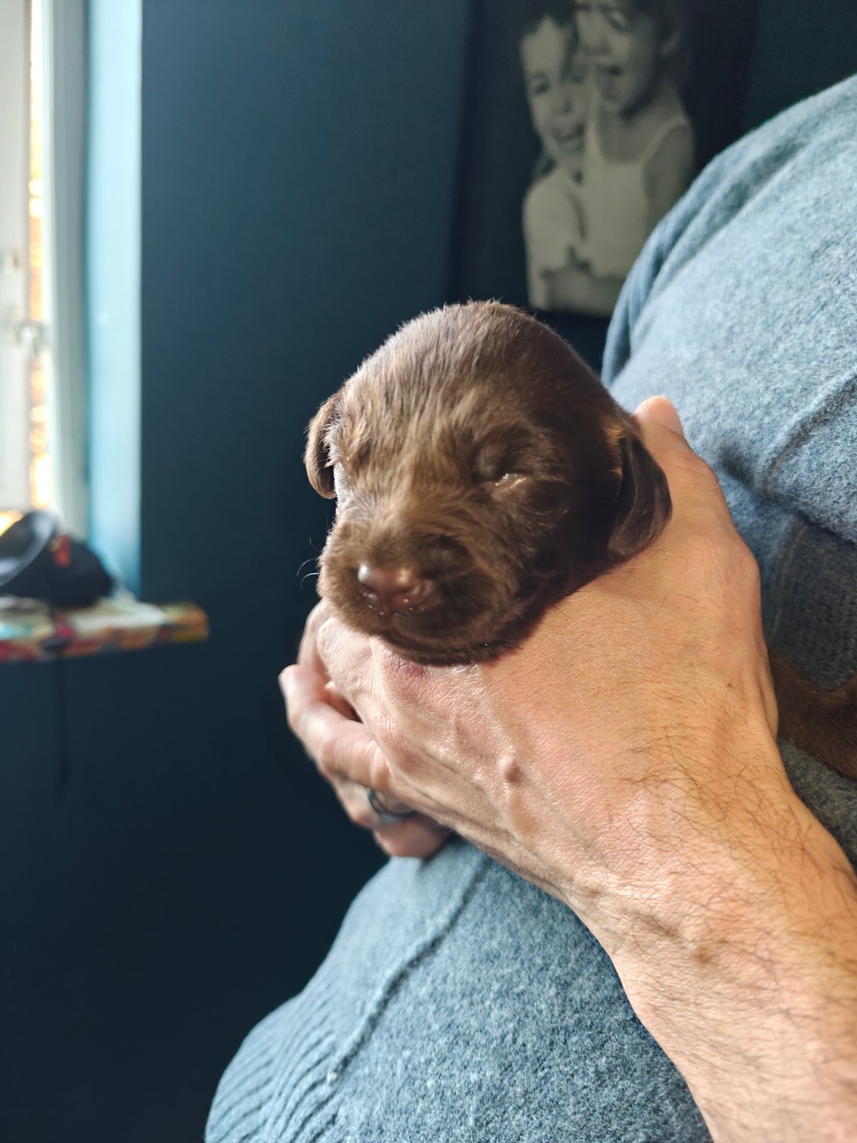 Labrador, hvalpe, 4 uger