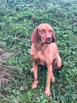 Vizsla , hund, 4 år, Sød 4 årig Vizsla sælges 

Han kan være alene hjemme  hvor han  blot sover  dog