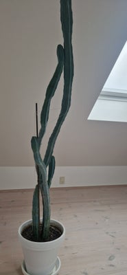 Kaktus, 123 cm høj kaktus i 24 cm hvid potte. Over 15 år.
Har en anden der også er ca 15 år.
Kan sen
