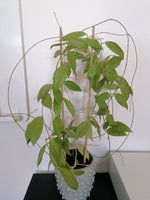 Hoya cutis-porcelana