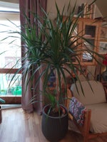 Kæmpe nykøbt Dracaena palme, Dracaena