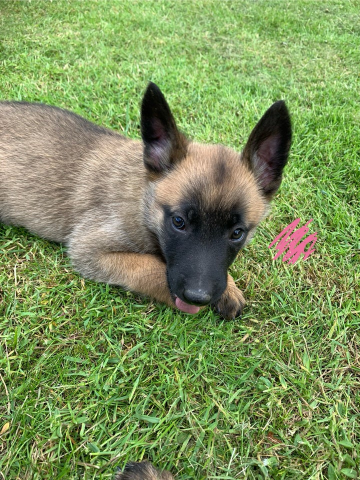 Malinois belgisk hyrdehund , hvalpe, 8 uger