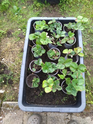 Jordbær , MALWINA, 12 planter for 50 
