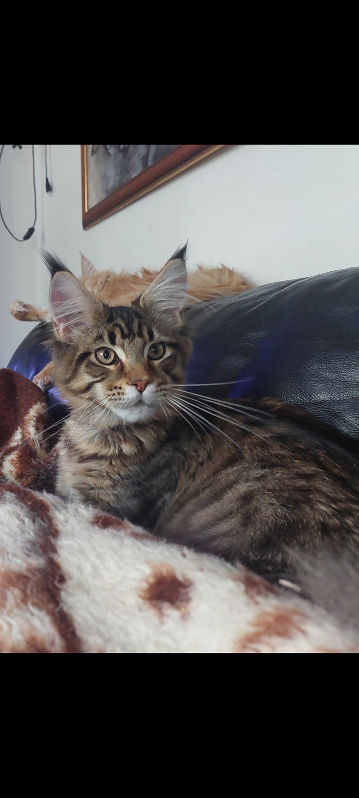 Maine Coon, hankilling, 6 mdr.