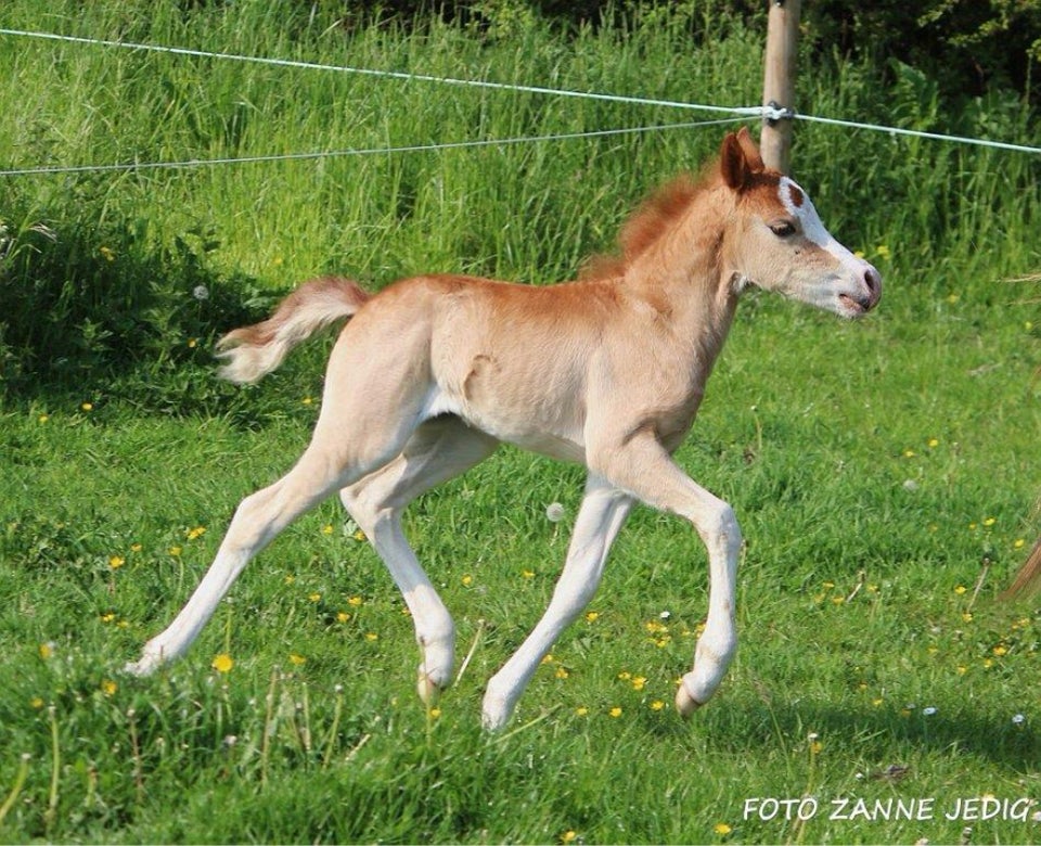 Welsh pony og Cob, hoppe, 1 år