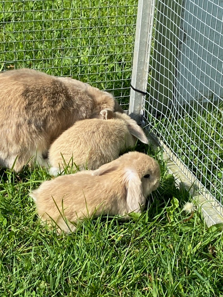 Mini-Lop kanin unger
