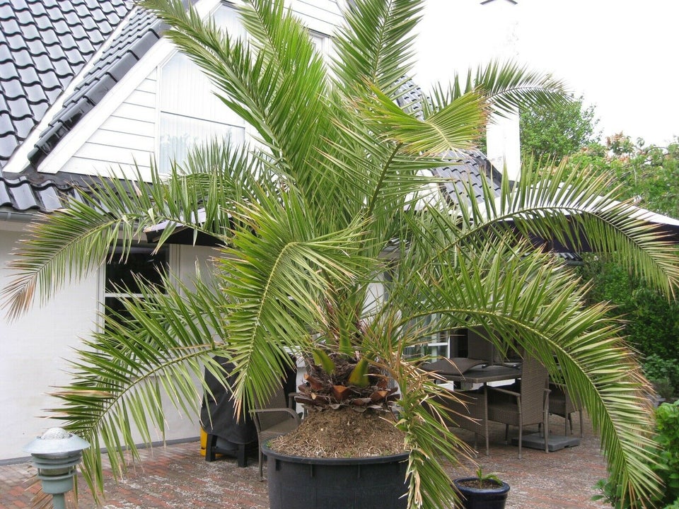 Palme, Phønix palme