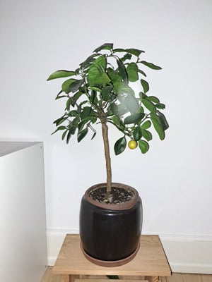 Calamondin Orange Tree, Captive, Perfectly healthy - includes pot of high quality (clay). We are cha