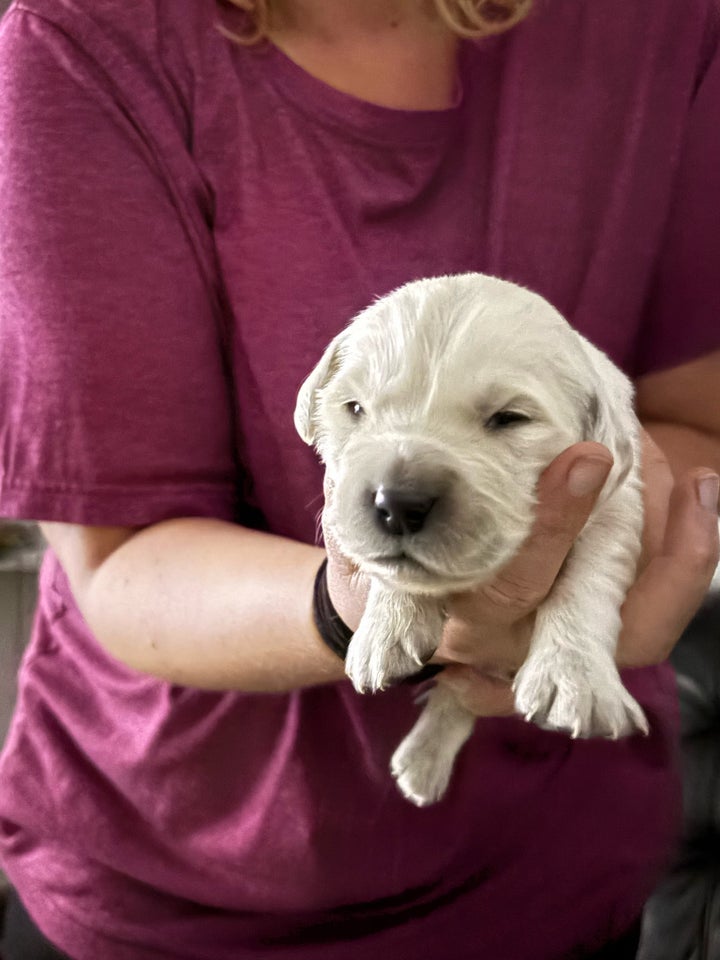 Golden retriever, hvalpe, 8 uger