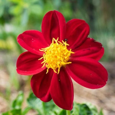 Frø, Dahlia, Mørk pink, Smukke mørk røde/mørk pink blomster på ca. 60-70 cm. høje stilke.
Dahlia/Geo
