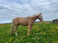 Dansk Sports Pony, hingst, 5 år