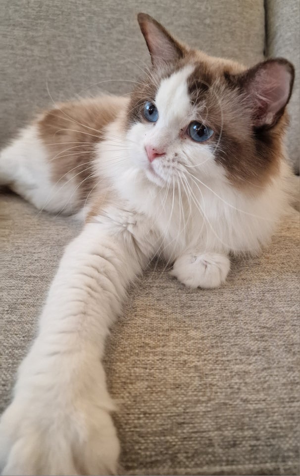 Ragdoll, hunkat, 12 mdr.