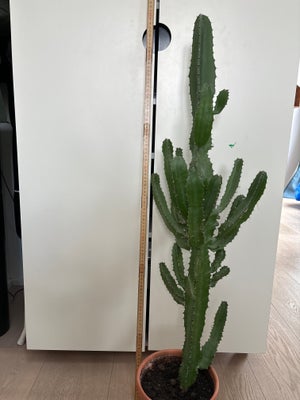 Kaktus, Comboy, 108 cm høj inkl. potte.

Prisen er inkl. levering i Storkøbenhavn.