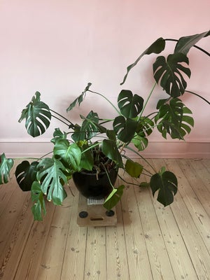 Strelitzia og monstera, En stor strelitzia og to monstera til salg inkl. potter. 

De koster hver 12
