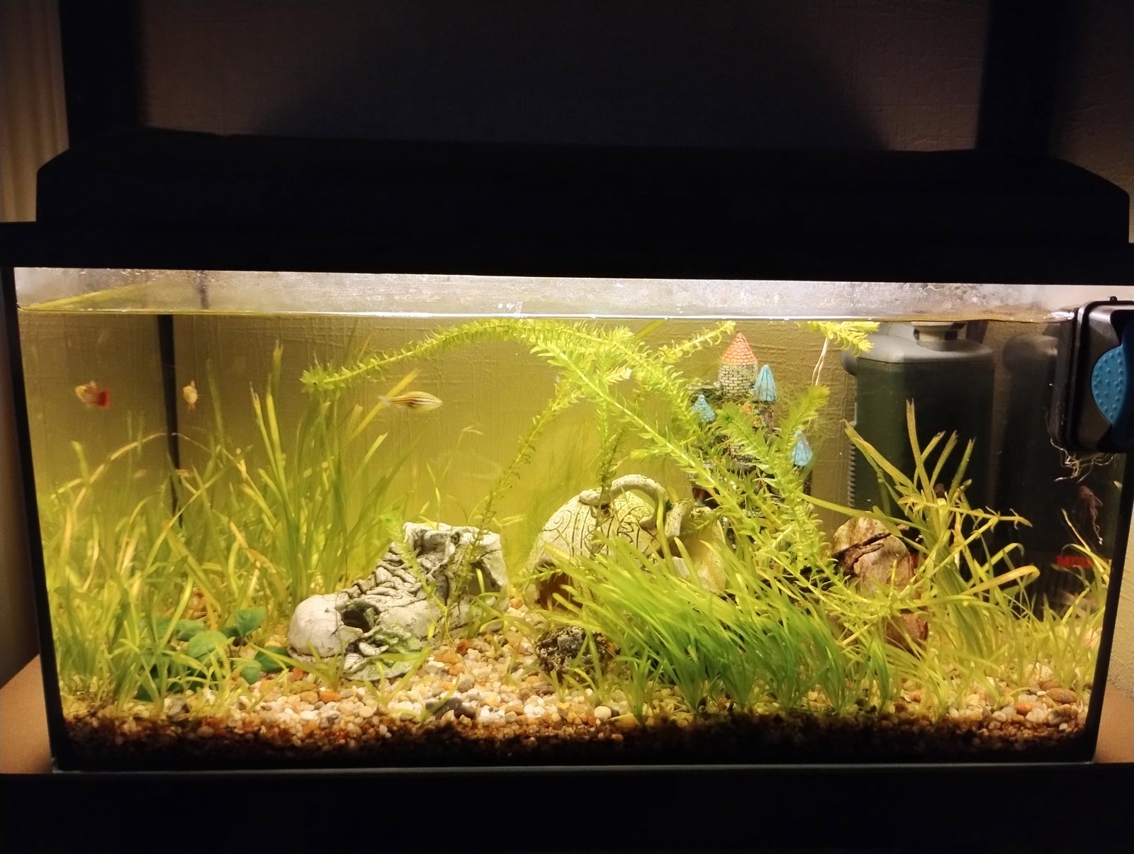 Akvarium med fisk