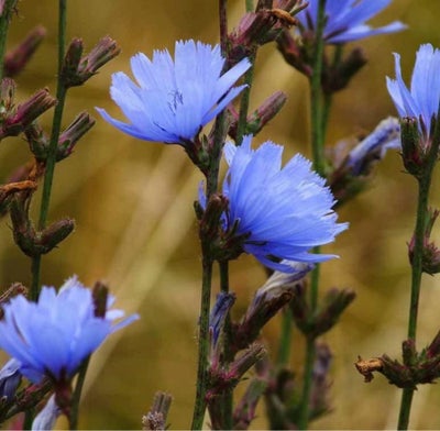Staude, Cikorie byttes / sælges. Blå blomster i 3 mdr. 
Har nogle i haven der skal væk. Så annoncen 