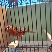 Kanariefugl, Sort/rød racekanarie, 2 år